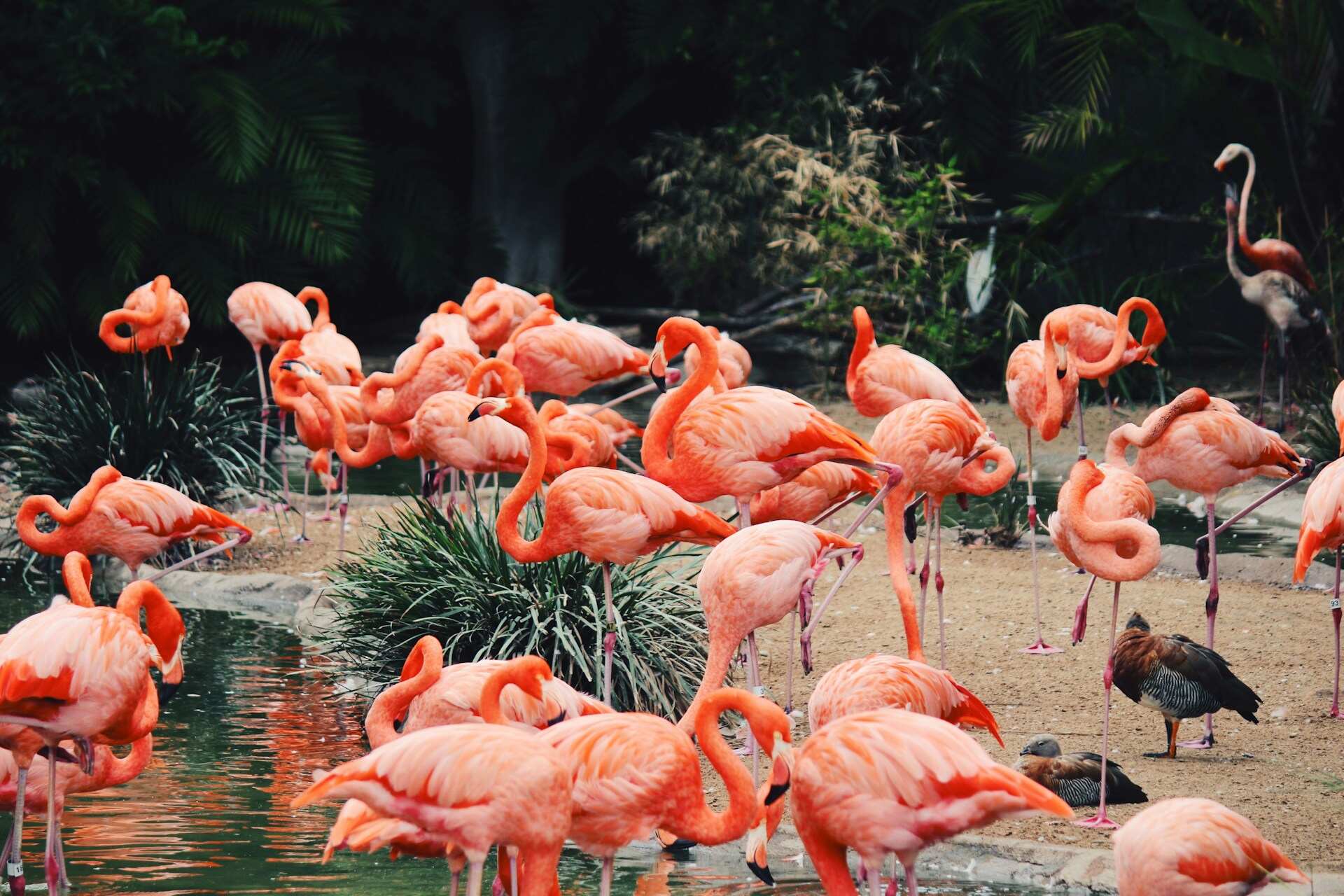 San Diego Zoo, San Diego, United States