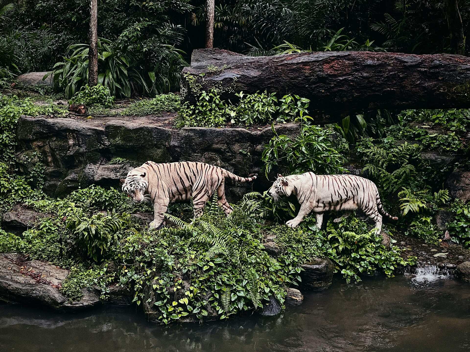Singapore Zoo, Singapore, Singapore